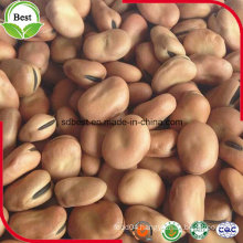 High Quality Good Protein Broad Beans